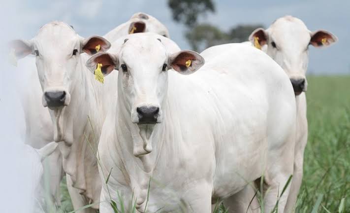 Bovino em cocho de alimentação